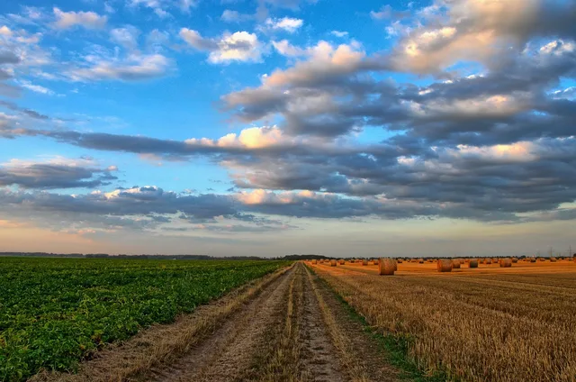 field, road, rural, country road, rural road, farm, farmland, cropland, hay bales, hay field, agriculture, landscape, scenery, countryside, nature, sunset, dusk, grevenbroich, germany, road, farm, farm, farm, farm, farm, agriculture, agriculture, agriculture, agriculture. Six delivery mechanisms compared: how rural business grants actually arrive