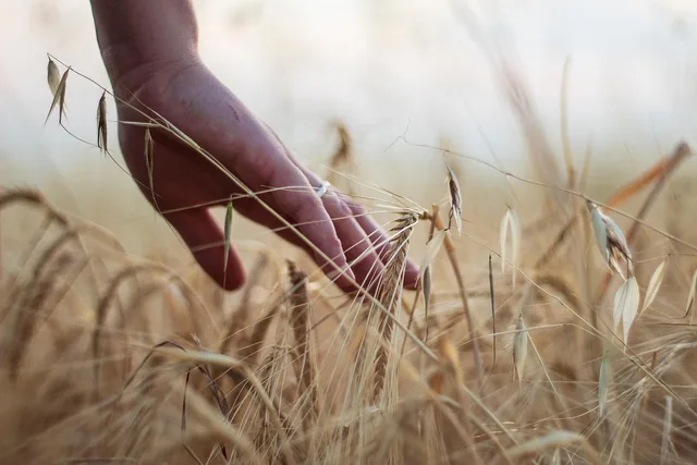 hand, wheat, rural, cereals, harvest, agriculture, barley, nature, hand, hand, hand, wheat, wheat, wheat, wheat, wheat, harvest, agriculture, agriculture, agriculture, agriculture, barley. Nine rural business grant mistakes hiding in the fine print